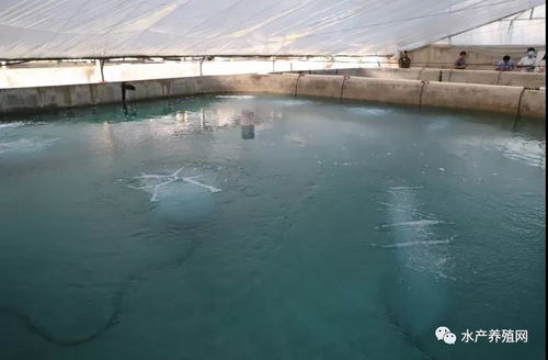 一稻两虾 温泉水养殖 水循环利用 安徽滁州定远水产养殖亮点多